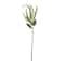 Green Amaranthus Stem by Ashland®